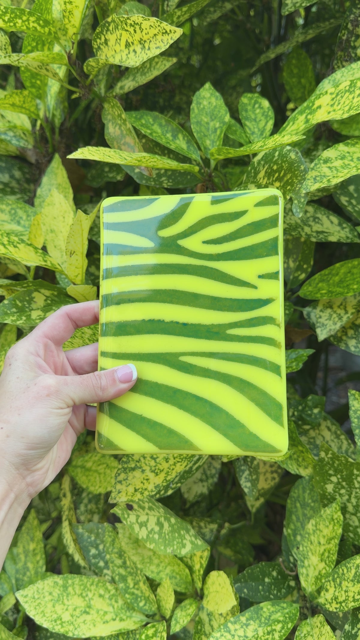 yellow zebra panel, 5x7, Video